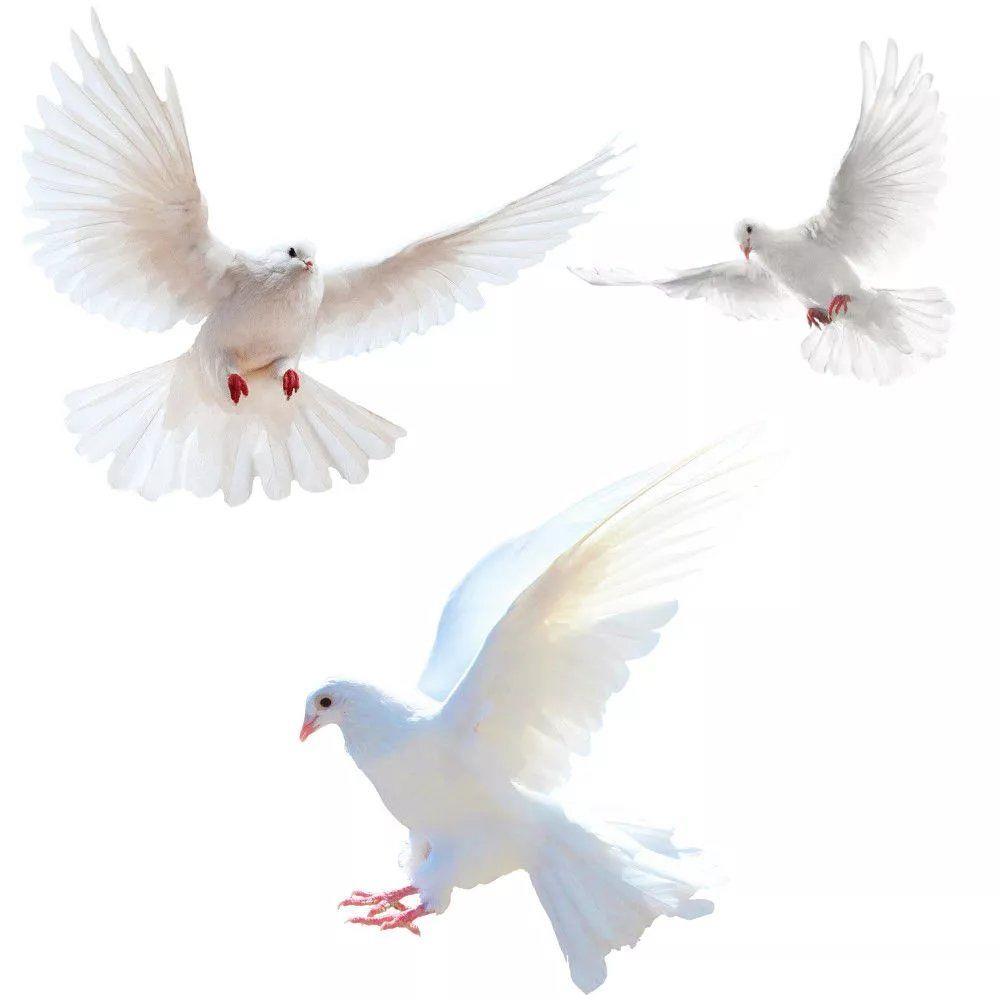 Tiny Home Bathroom Kit - Peace Dove Wall Stickers for Living