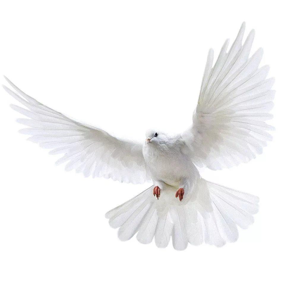 Peace Dove Wall Stickers for L - Tiny Home Bathroom Kit 评论和价格