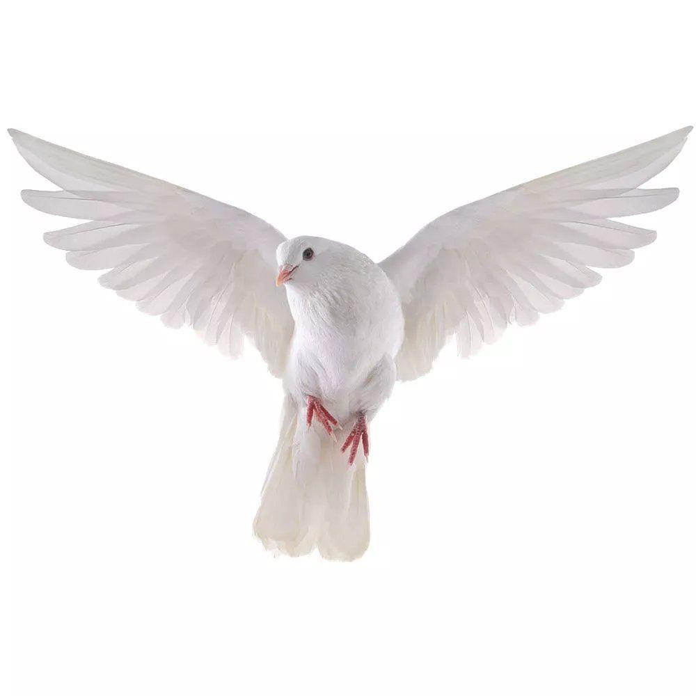 Peace Dove Wall Stickers for L - Tiny Home Bathroom Kit 评论和价格